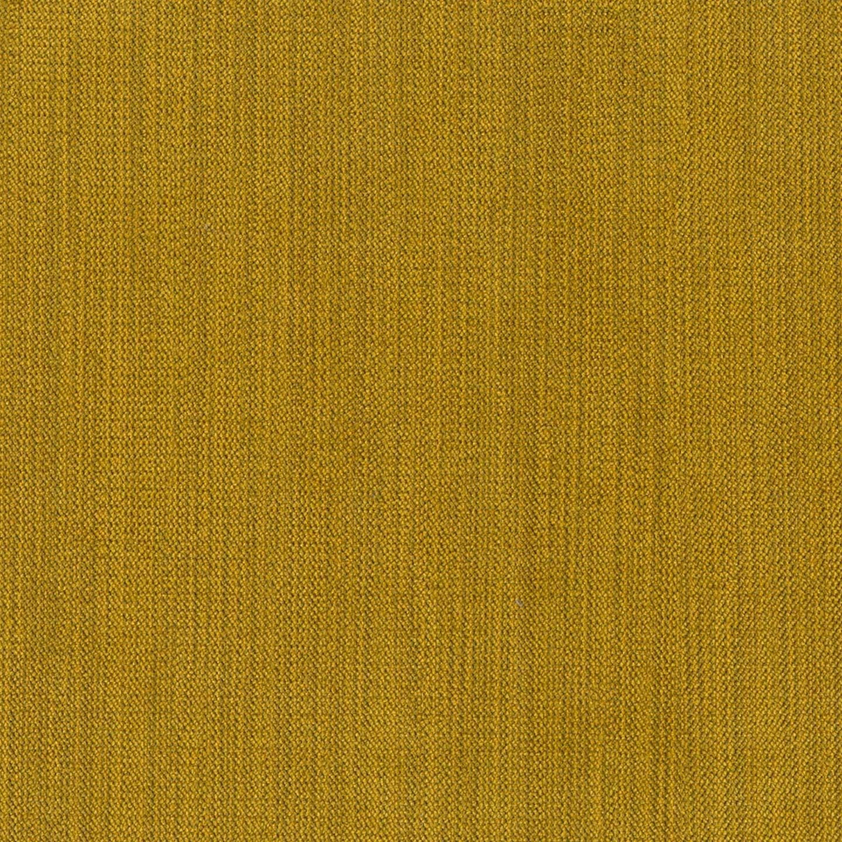 Chenille 35