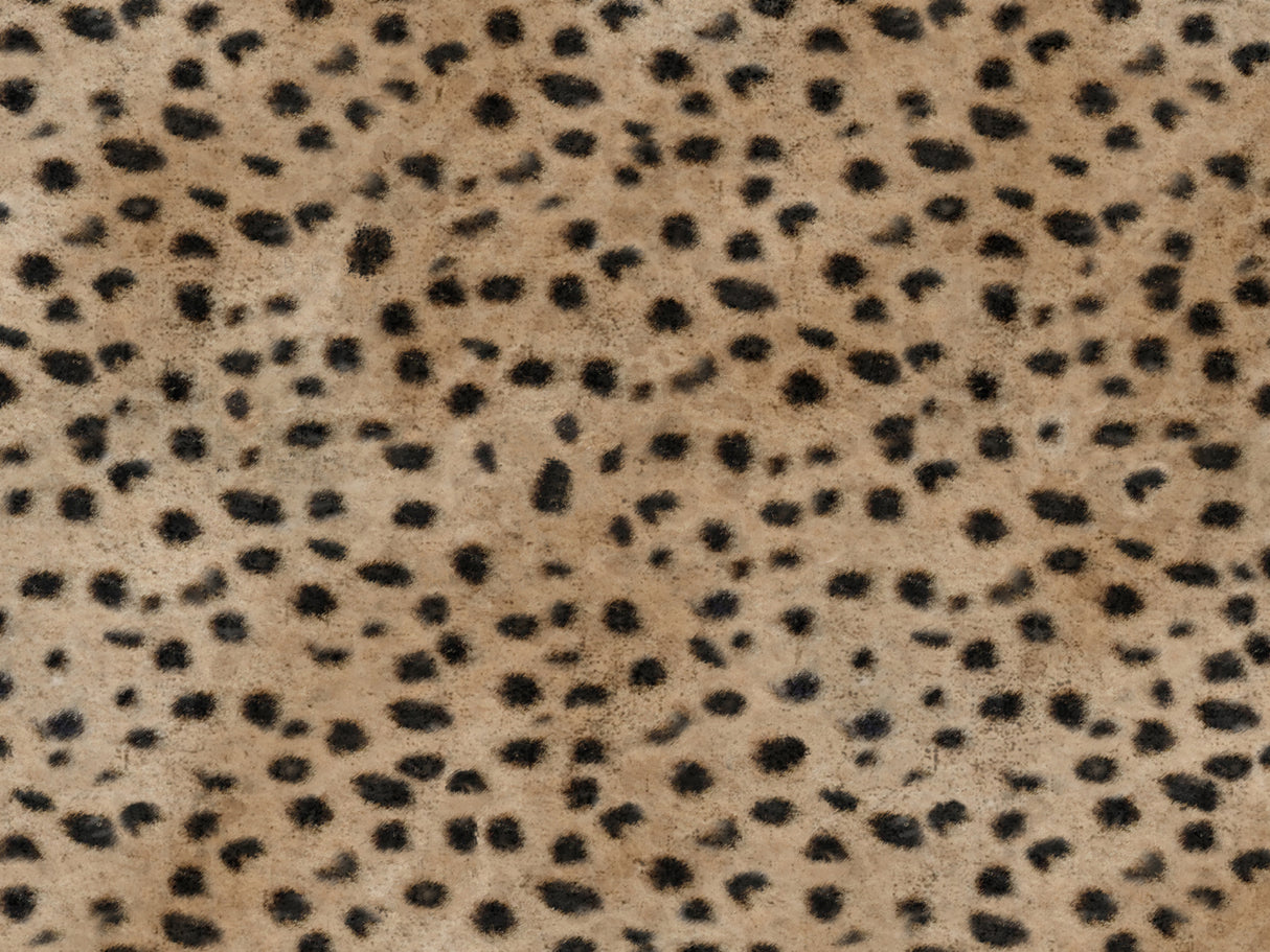 Africa Cheetah T44