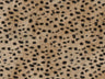Africa Cheetah T44