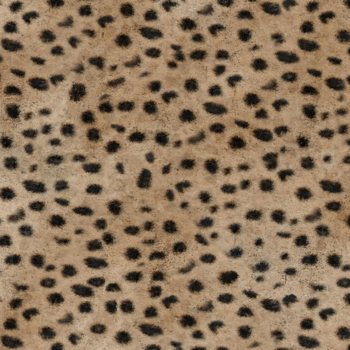 Africa Cheetah T44