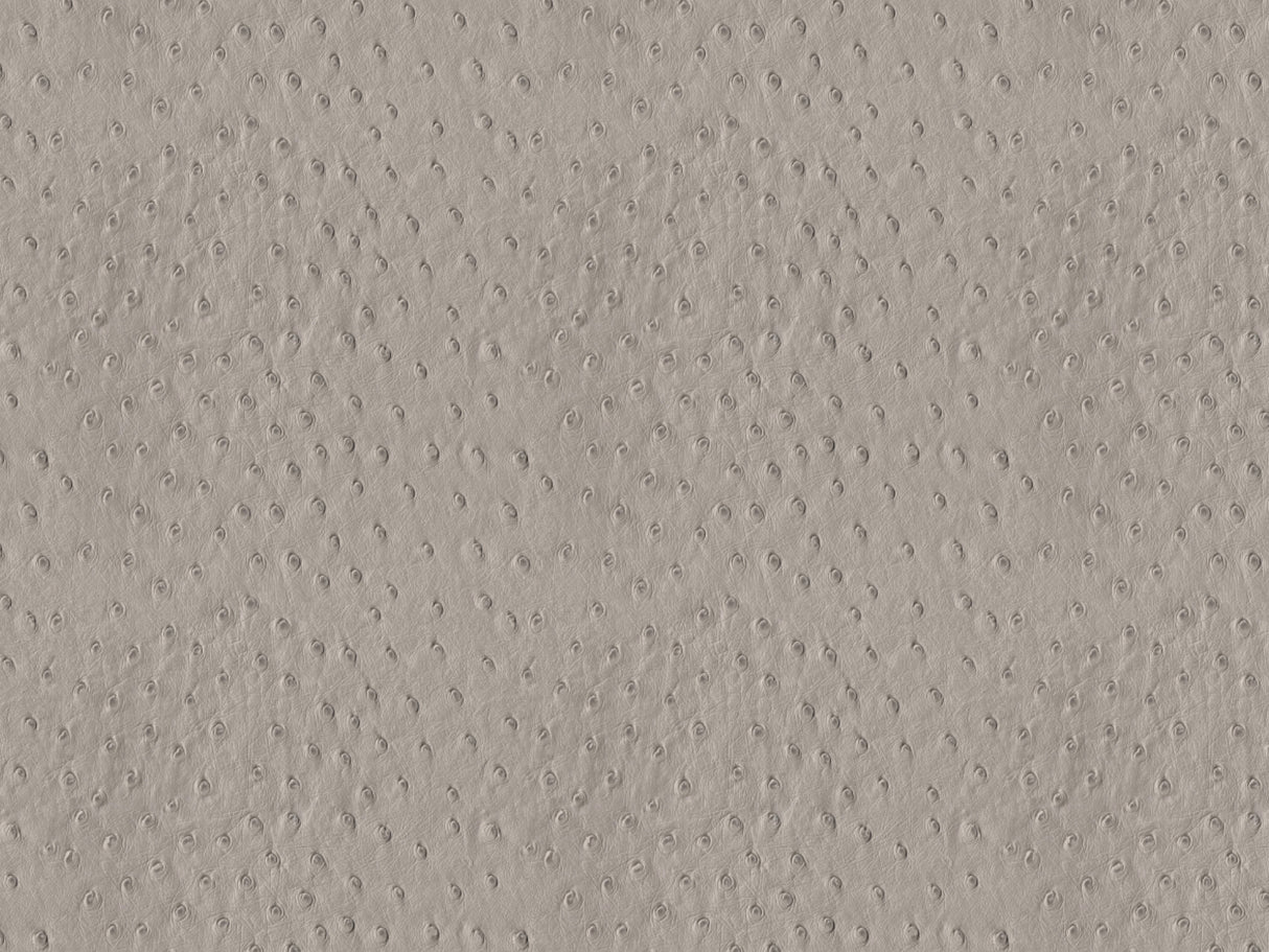 Africa Ostrich T24