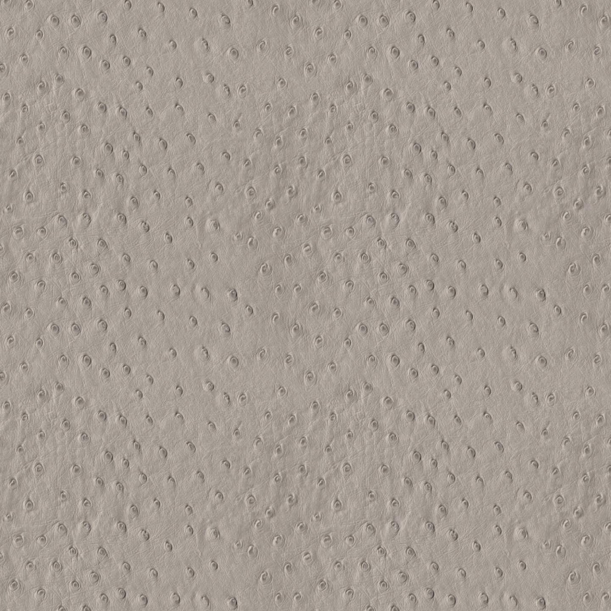 Africa Ostrich T24