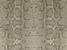 Africa Snake T24