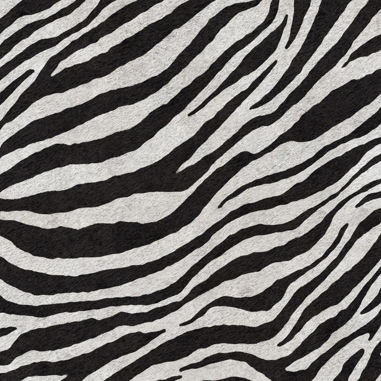 Africa Zebra T02