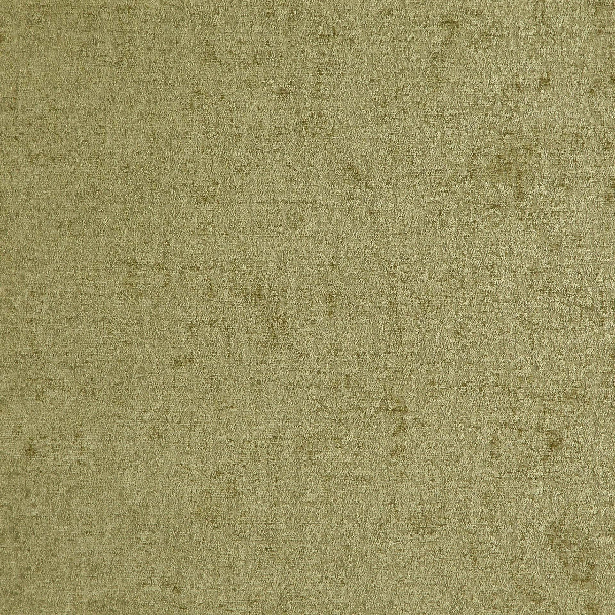 Petronia 08