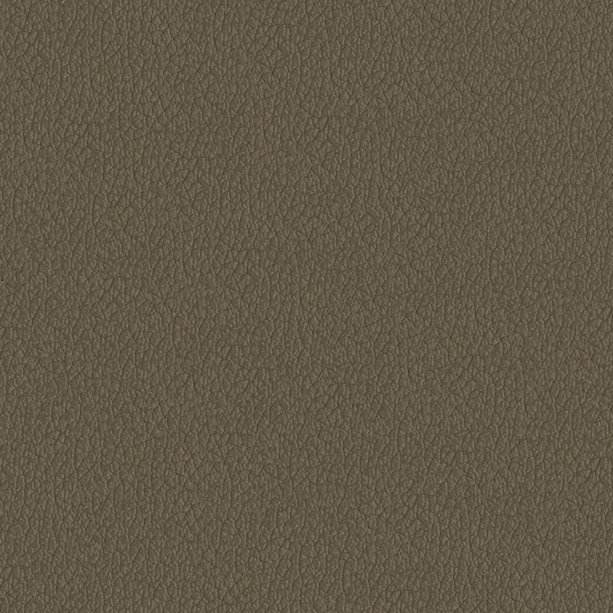 Savoy 446058